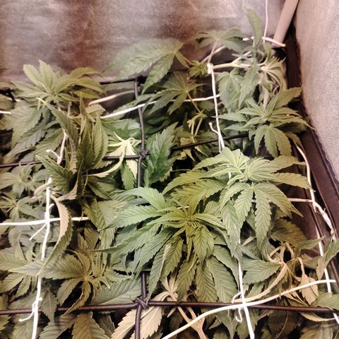 Gorila glue 1 growlog photo: Post defoliación y poda 