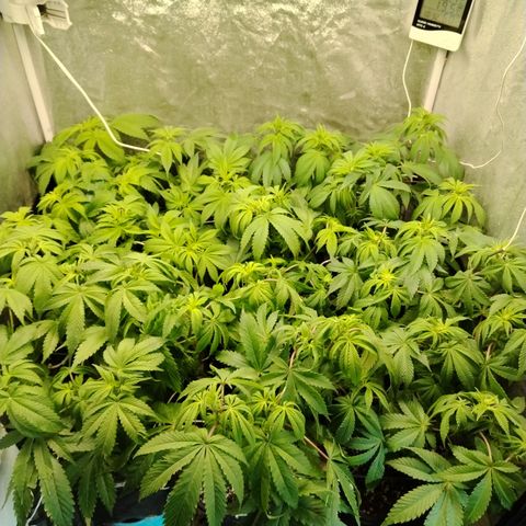 Gorila glue 1 growlog photo: Post defoliación 
