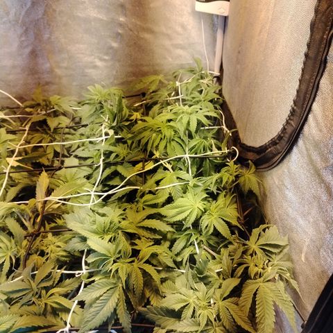 Gorilla Glue #2 growlog photo: Post defoliación y poda 
