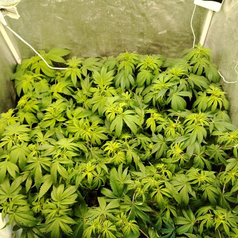 Gorila glue 1 growlog photo: Post defoliación 