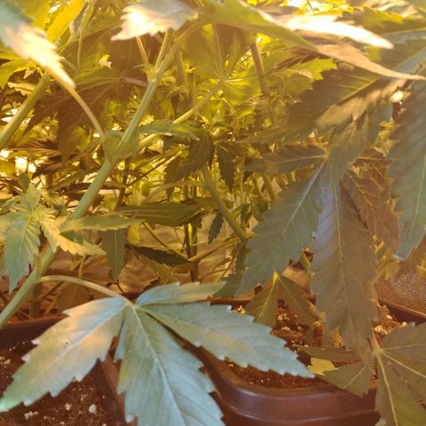 Gorila glue 1 growlog photo: Pre defoliación y poda 
