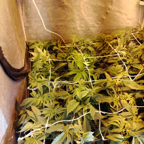 Black domina #3 growlog photo: Post defoliación y poda 