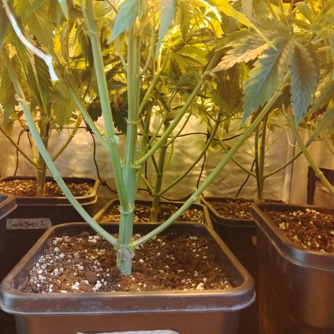 Sour tangie 1 growlog photo: Post defoliación y poda 