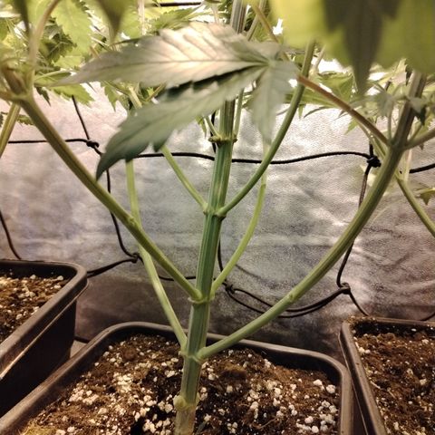 Black Domina 2 growlog photo: Post defoliación y poda 