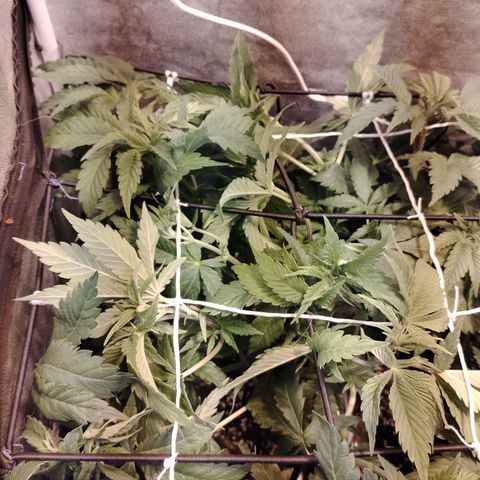 Sour Tangie 2 growlog photo: Post defoliación y poda 