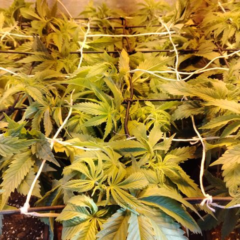Sour tangie 1 growlog photo: Post defoliación y poda 