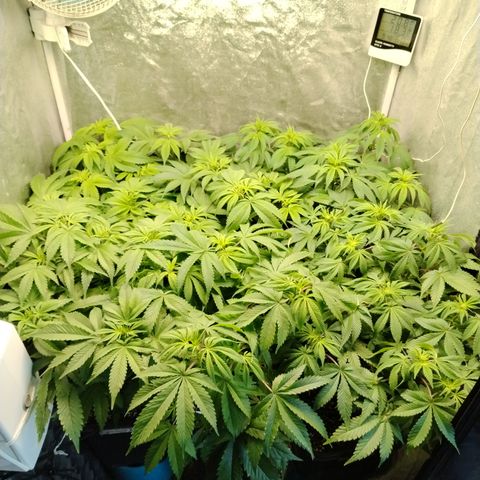 Gorila glue 1 growlog photo: Pre defoliación 