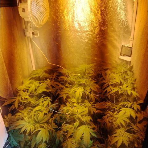 Gorila glue 1 growlog photo: Post defoliación 