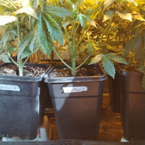 Gorila glue 1 growlog photo: Pre defoliación y poda 