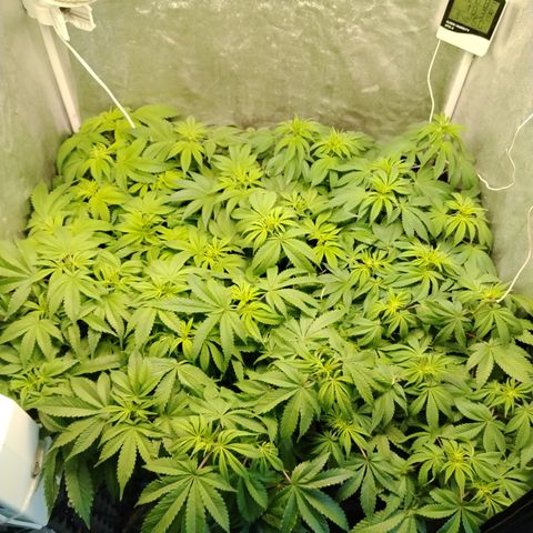 Gorila glue 1 growlog photo: Pre defoliación 