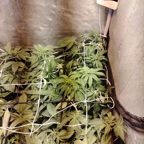 Gorila glue 1 growlog photo: Post defoliación y poda 