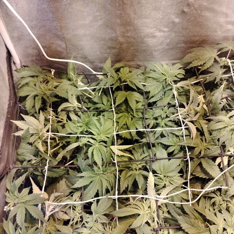 Sour Tangie 2 growlog photo: Post defoliación y poda 