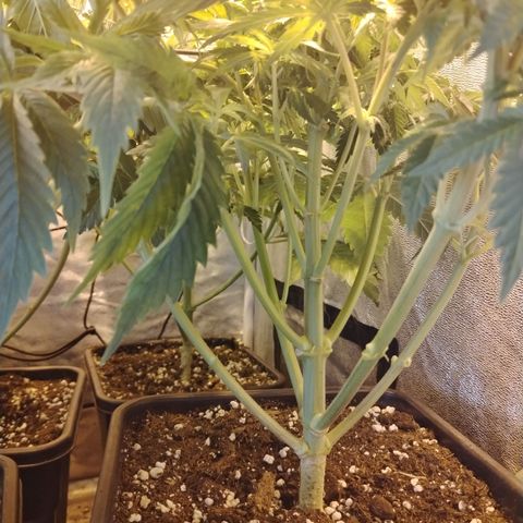 Gorilla Glue #2 growlog photo: Post defoliación y poda 