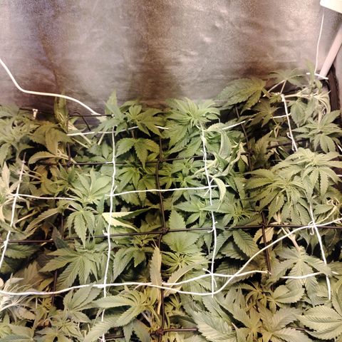 Black Domina 2 growlog photo: Post defoliación y poda 