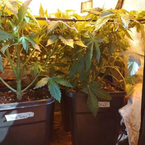 Gorila glue 1 growlog photo: Pre defoliación y poda 