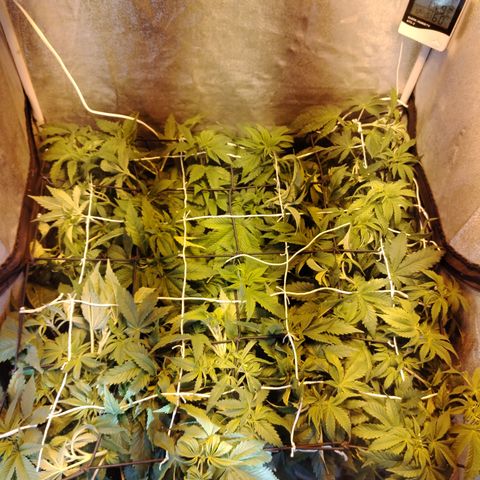 Gorila glue 1 growlog photo: Pre defoliación y poda 