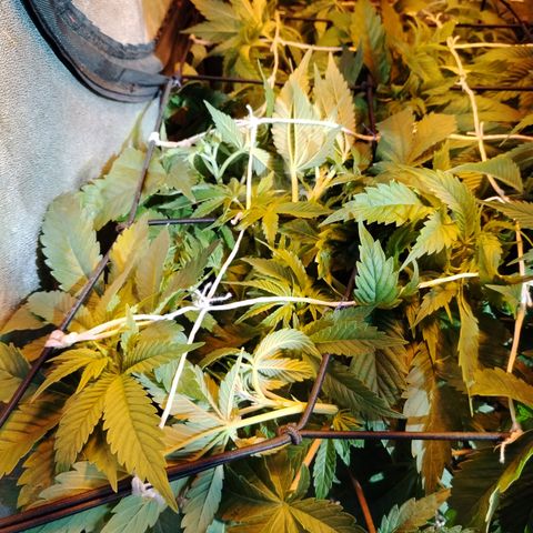 Black domina #3 growlog photo: Pre defoliación y poda 