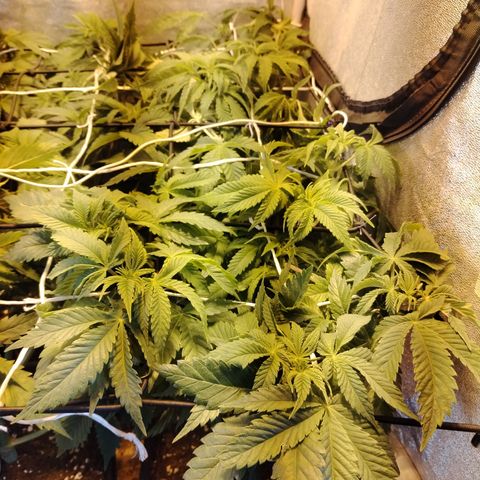 Gorilla Glue #2 growlog photo: Post defoliación y poda 
