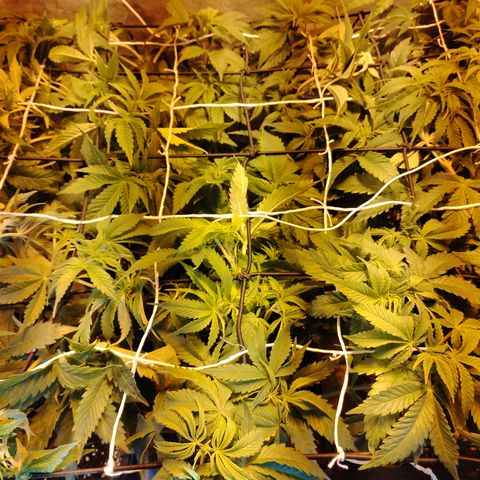 Sour tangie 1 growlog photo: Post defoliación y poda 