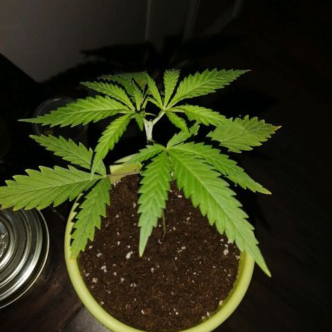 Brigitte  growlog photo: Apparition tachés sur les feuille du à une taille apicale de la veille