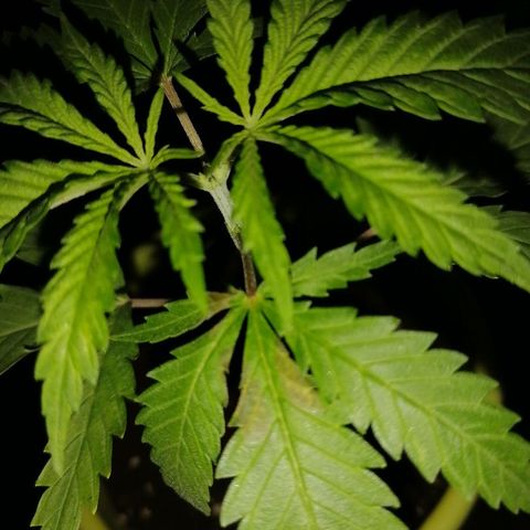 Brigitte  growlog photo: Apparition tachés sur les feuille du à une taille apicale de la veille