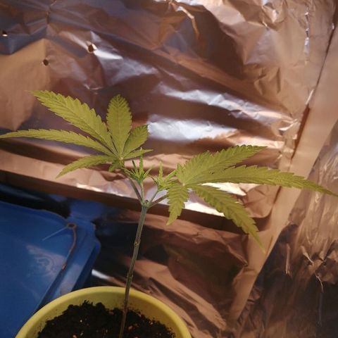 Brigitte  growlog timeline photo
