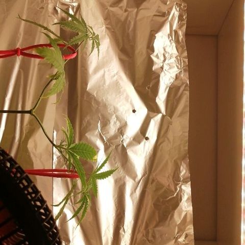 Brigitte  growlog timeline photo