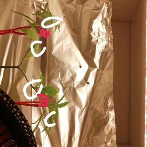 Brigitte  growlog timeline photo