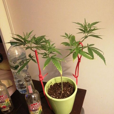 Brigitte  growlog timeline photo