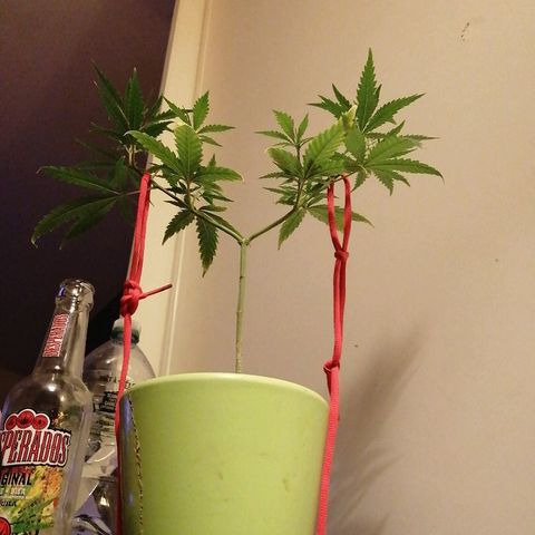 Brigitte  growlog timeline photo