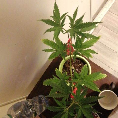 Brigitte  growlog timeline photo