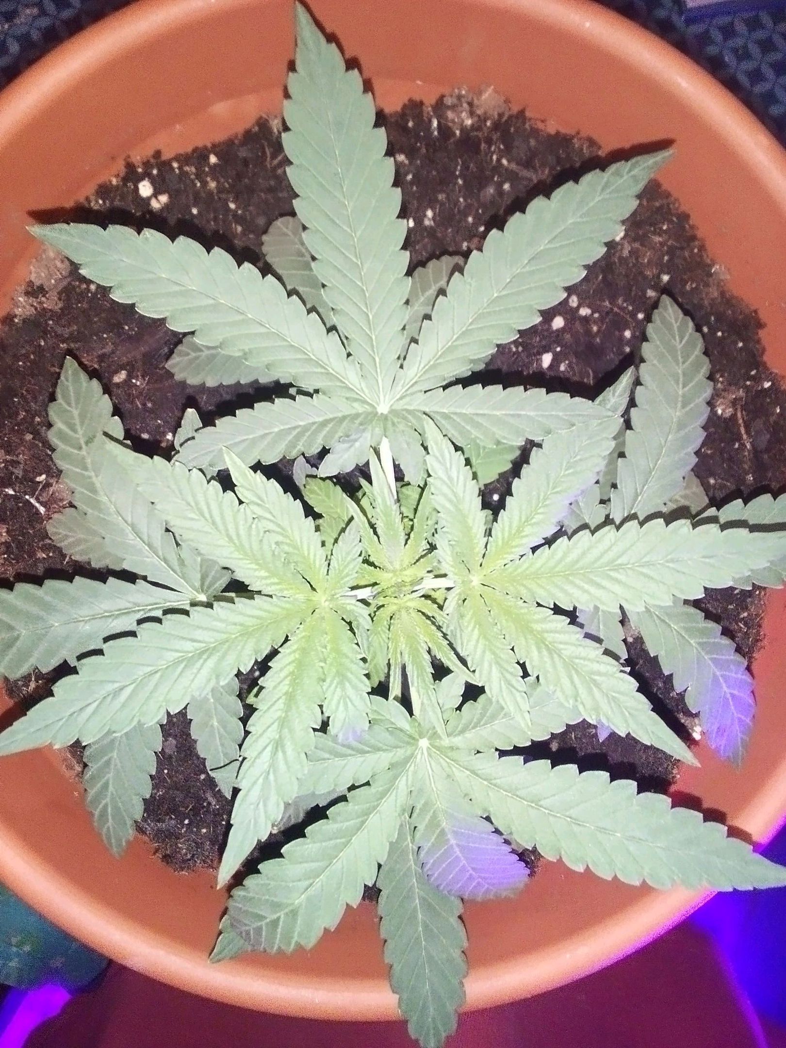 Blue Dream AutoFlower growlog header