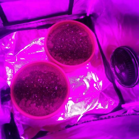 Blue Dream AutoFlower  growlog photo