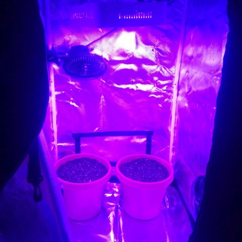 Blue Dream AutoFlower  growlog photo