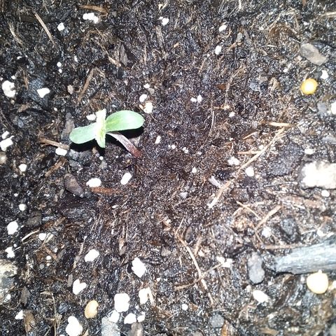 Blue Dream AutoFlower  growlog photo