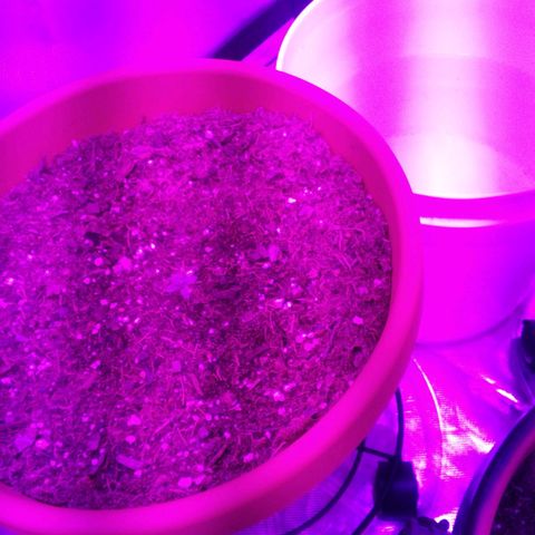 Blue Dream AutoFlower  growlog timeline photo