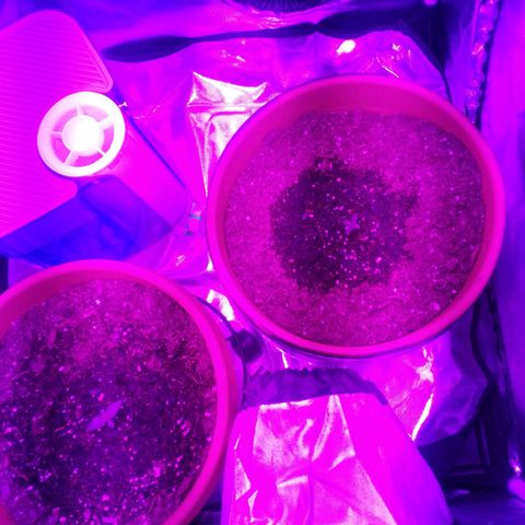 Blue Dream AutoFlower  growlog photo: Down To Two Plants, One Wasn't Growing Nor Showing Signs Of Life, Had To Terminate 
(r.i.p) Plant 3 