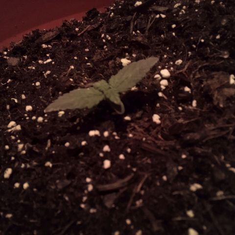 Blue Dream AutoFlower  growlog timeline photo