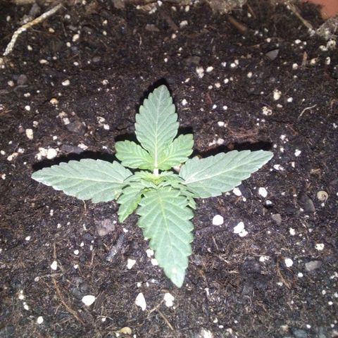 Blue Dream AutoFlower  growlog photo: Looking Beautiful 