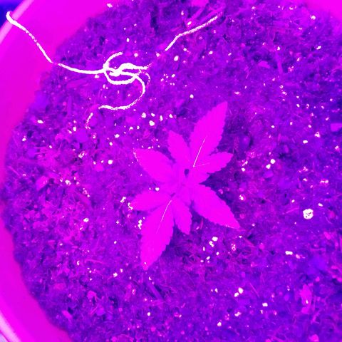 Blue Dream AutoFlower  growlog timeline photo