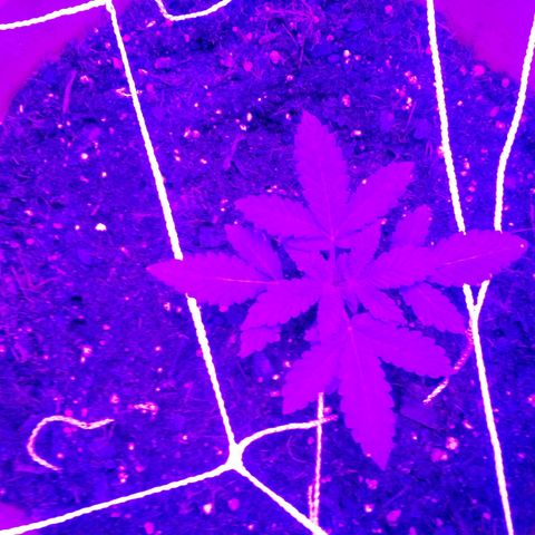 Blue Dream AutoFlower  growlog timeline photo