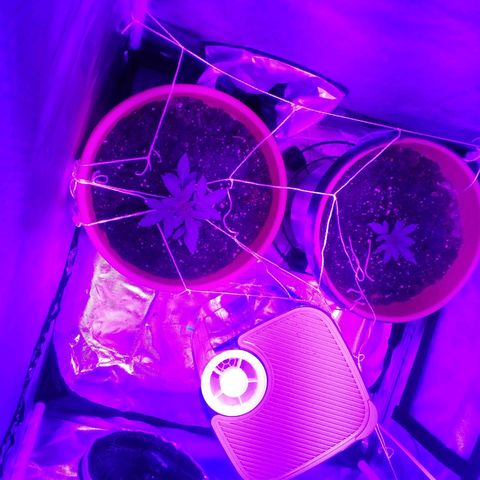 Blue Dream AutoFlower  growlog timeline photo