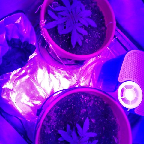Blue Dream AutoFlower  growlog timeline photo