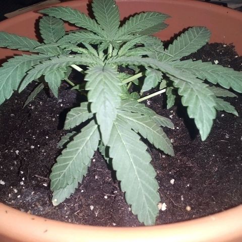 Blue Dream AutoFlower  growlog timeline photo
