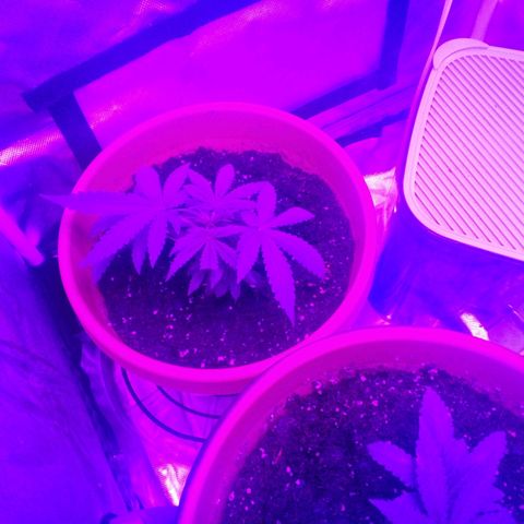 Blue Dream AutoFlower  growlog timeline photo