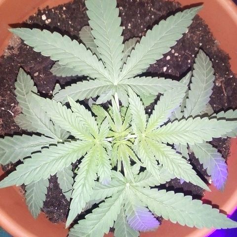 Blue Dream AutoFlower  growlog timeline photo