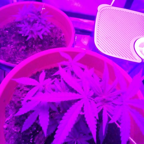 Blue Dream AutoFlower  growlog timeline photo