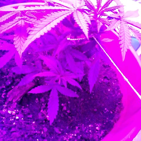 Blue Dream AutoFlower  growlog timeline photo