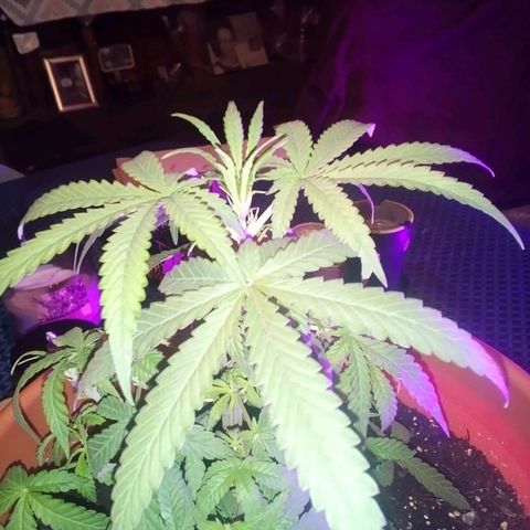 Blue Dream AutoFlower  growlog timeline photo