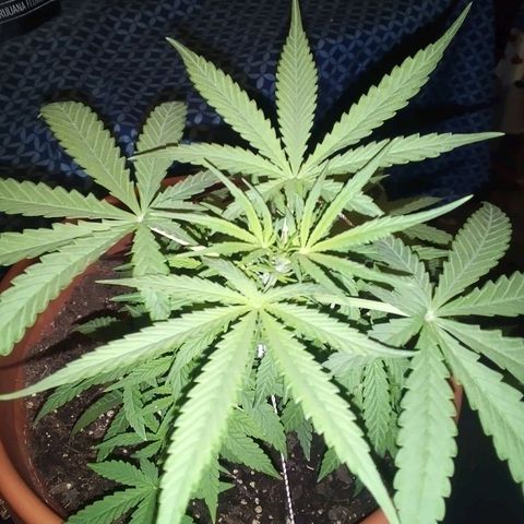 Blue Dream AutoFlower  growlog timeline photo